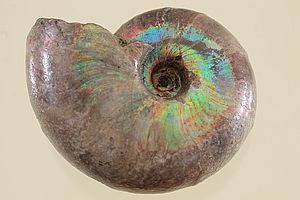 Ammoniten 3503
